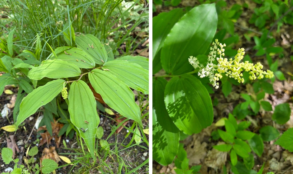 False solomon's seal (Agongosimizh)
