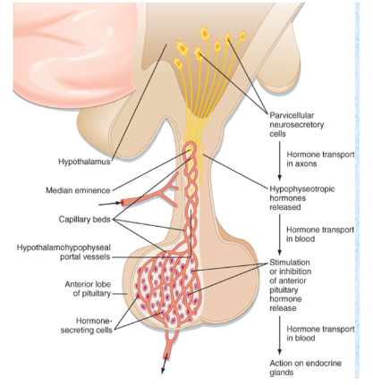 the middle of the pituitary stalks where neurosecretary cells of the hypothalamus end and releasing hormones are secreted. These hormones are picked up by the Hypothalamohypophyseal portal system