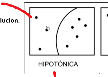 <p>Es la que tiene menor concentración de solutos que la célula. El agua entra a la célula y esta se hincha (puede ocurrir lisis o explosión).</p>