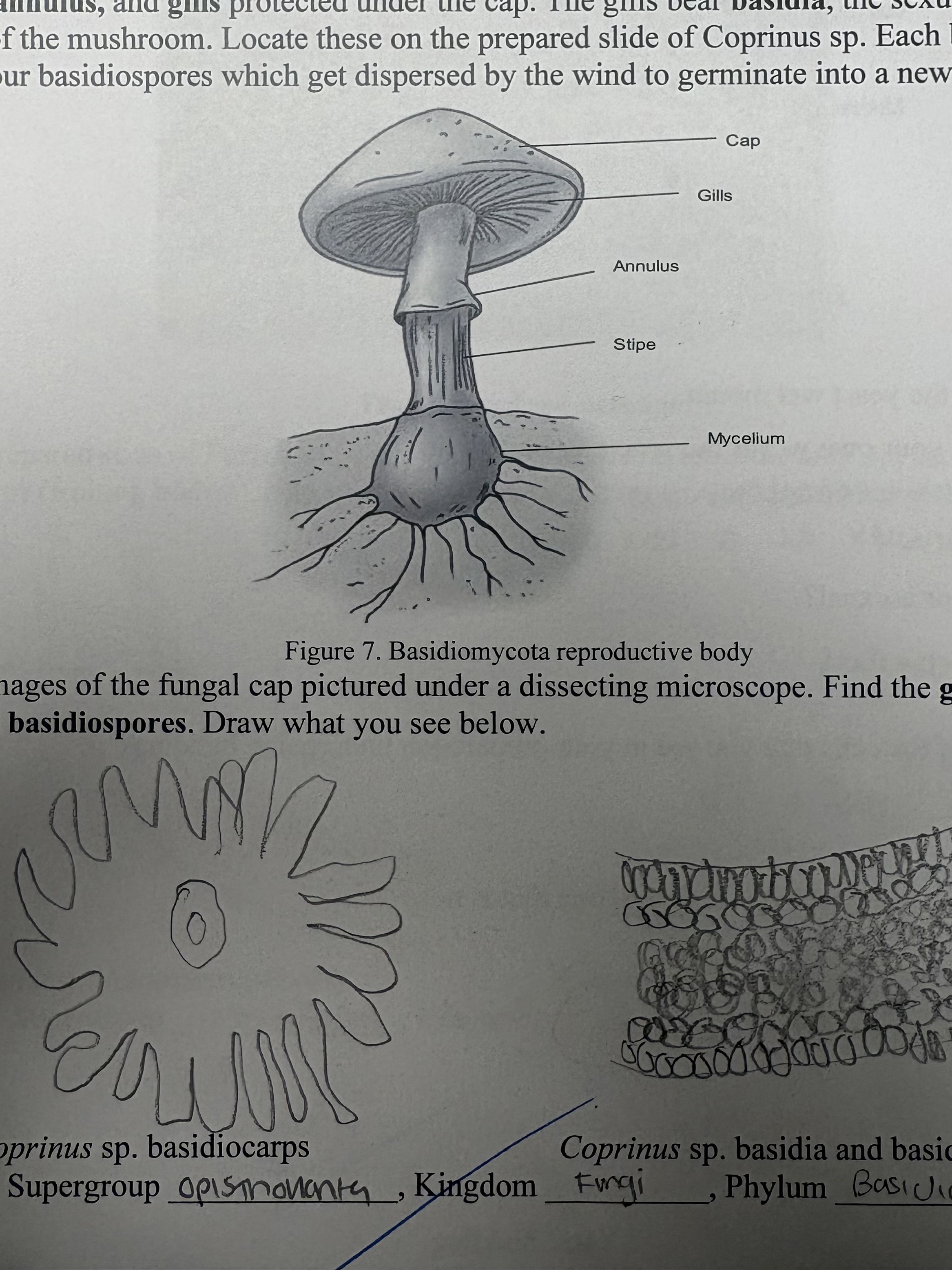 <p>reproductive bodies of an extensive underground system of mycelia</p><p>includes the stipe, cap, annulus, and gills</p><ul><li><p>gills bear the basidia, the sexual reproductive structures of the mushroom</p></li></ul><p></p>