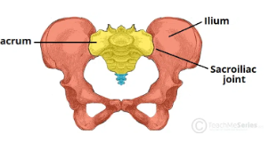 <ul><li><p><span style="background-color: transparent;">gliding/ rotational movements&nbsp;</span></p></li><li><p><span style="background-color: transparent;">Transmit force to vertebral column&nbsp;</span></p></li></ul><p></p>