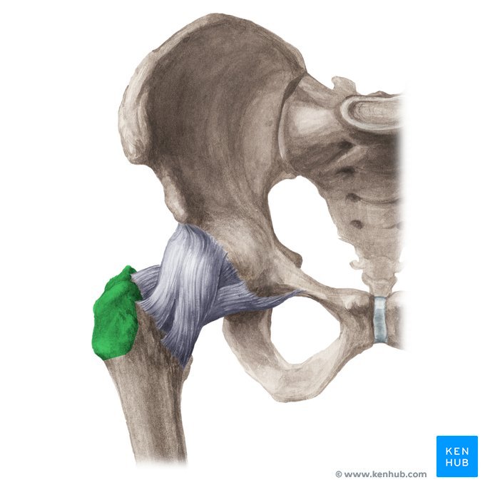 <p> a large oddly shaped projection of bone </p>