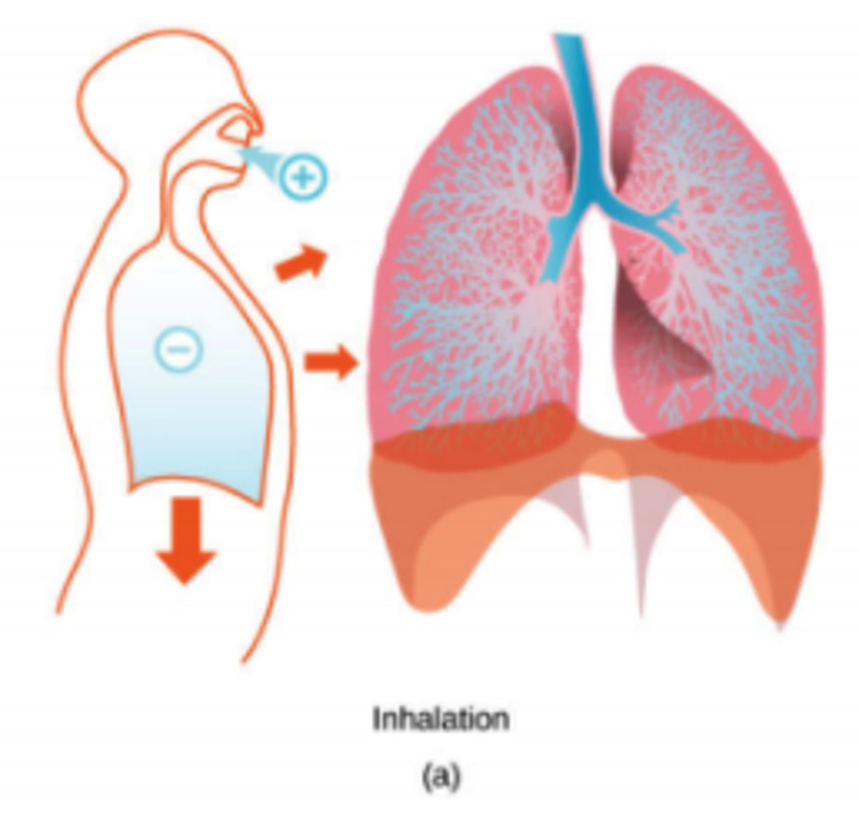 <p>the pressure</p><p>decreases</p><p>(Note: diaphragm</p><p>contracts -> lung cavity</p><p>increases in volume -></p><p>increased volume =</p><p>decreased pressure -></p><p>air, which is higher pressure</p><p>rushes into lungs)</p>