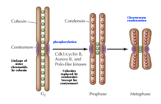 <p>G2 - Cohesins links the chromosomes</p><p>Phosphorylation of Cdk1/CycB, Aurora B, and Polo-like kinases</p><p>Prophase - Cohesins replaced by condensins (except for centromere)</p><p>Metaphase - Chromosome condensation</p>