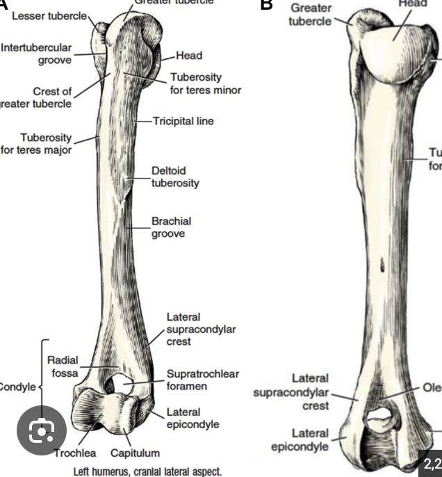 <p>right under deltoid tuberosity</p>