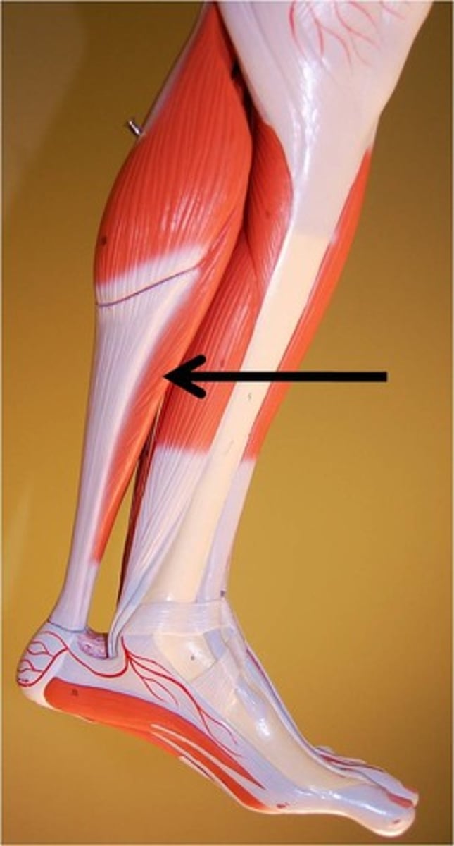 <p>Action - plantarflexion</p>