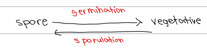 <p>b. Germination</p>