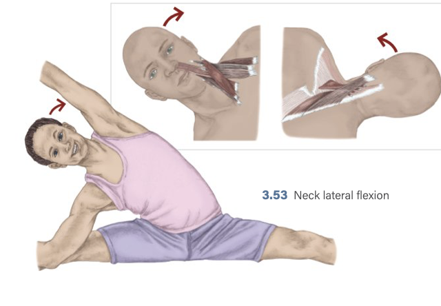 <p>lateral neck flexion assists</p>