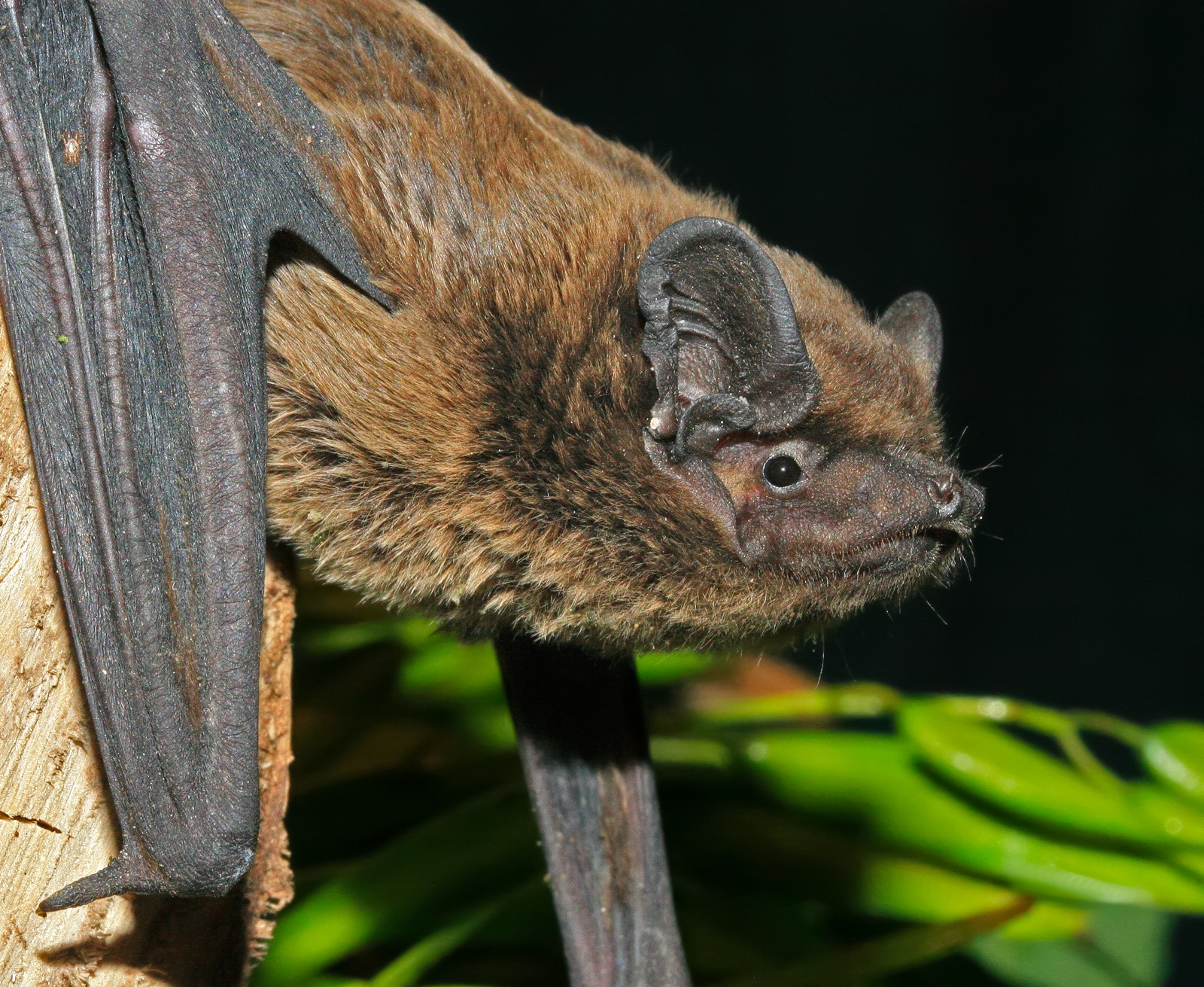 <p><span>Kroppslängd&nbsp;48–72 </span></p><p><span>underarm&nbsp;38–47 mm </span></p><p><span>vingspann&nbsp;260–340 mm</span></p><p></p><p><span>Väldigt ovanlig art</span></p>