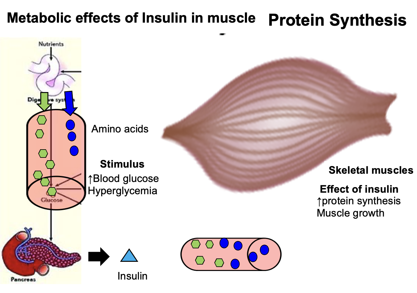 <p>When <strong>amino acid levels are high</strong>, <strong>insulin stimulates protein synthesis in skeletal muscle</strong>.</p><p>Insulin promotes:<br>• <strong>amino acid uptake into muscle cells</strong><br>• activation of pathways that <strong>increase protein synthesis</strong></p><p>Result:<br><strong>Muscle proteins are built from amino acids</strong>, contributing to <strong>anabolic growth and tissue repair</strong>.</p>