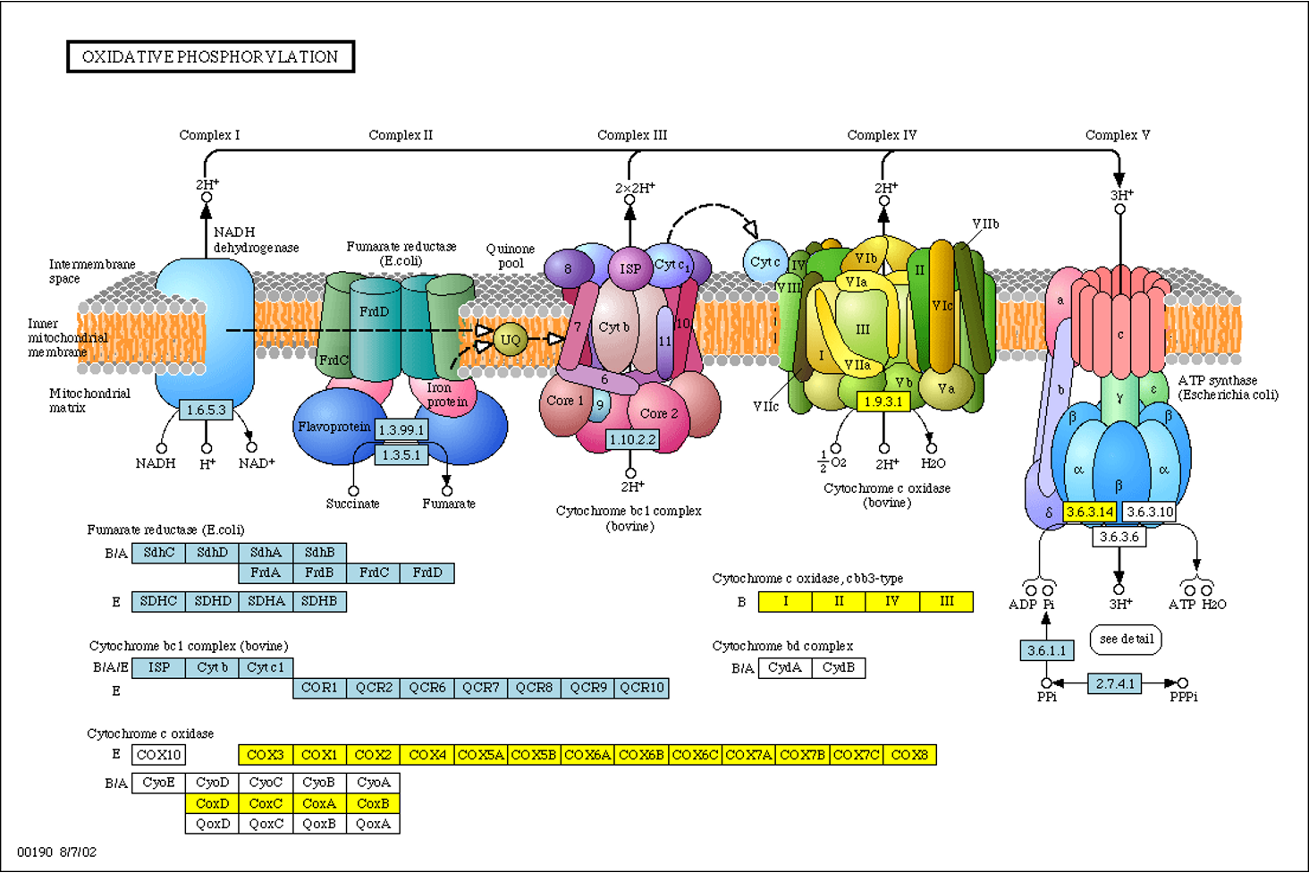 <p>one e- at a time; iron is part of a heme group</p>
