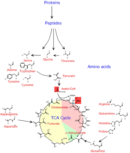 <p>Bakterier utsöndrar enzymer som bryter ner stora proteiner till peptider utanför cellen → peptider tas upp i cellen → bryts ner ytterligare till aminosyror → används för ny proteinsyntes eller energi<br>Stora proteiner → enzymer bryter ned peptider/proteiner till mindre delar → enskilda aminosyror → byggstenar/pyruvat<br><br>Pyruvat → citronsyracykeln → elektrontransportkedjan<br>Jäsning → aminosyrametabolism → svavelväte, ammoniak, butyrate → illaluktande → dålig andedräkt</p><img src="https://assets.knowt.com/user-attachments/799526cb-f883-435a-9cbb-58f09052a7f6.png" data-width="100%" data-align="center"><p></p>