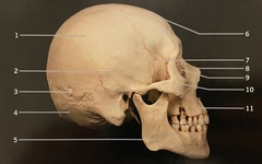 <p>What structure is #11? (Fig. 3.2 Skull, Lateral View)</p>