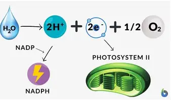 <ul><li><p>Electrons produced here used to replace those lost from chlorophyll, allowing it to absorb light energy continually.</p></li><li><p>Protons + NADP + electrons released at end of ETC = NADPH.</p></li><li><p>Oxygen used in respiration or diffuses out of leaf as a waste product of photosynthesis.</p></li></ul><p></p>