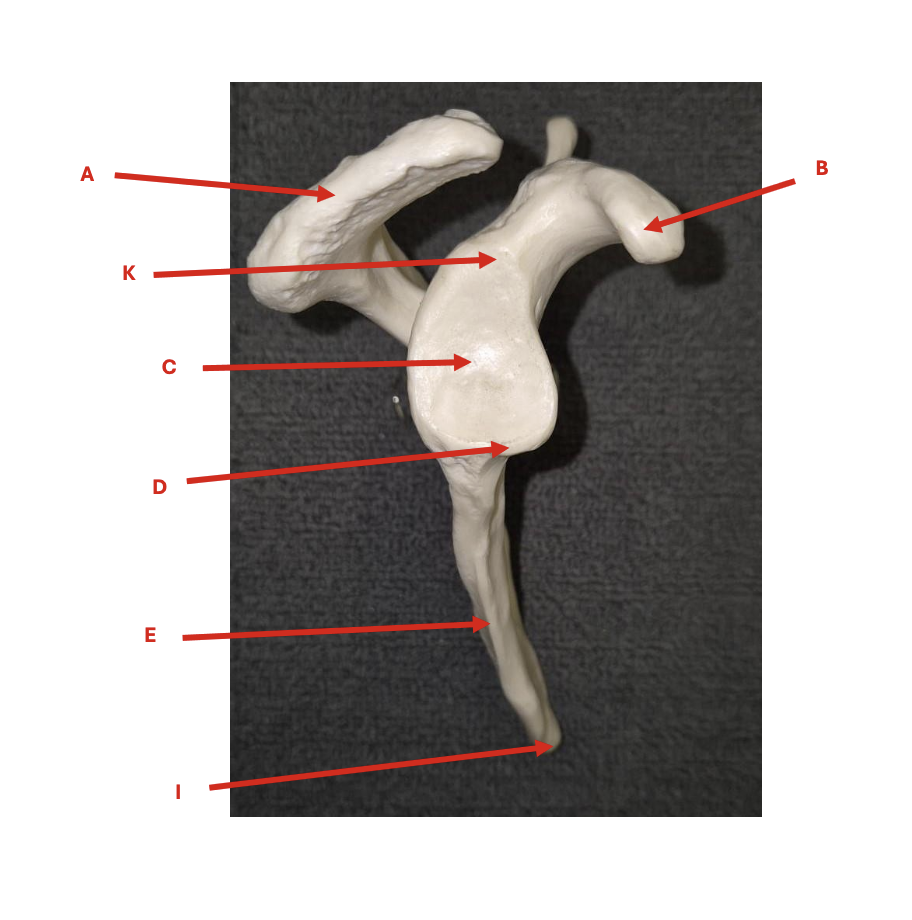 <p>Identify each labelled structure in the image (Scapula Lateral View).</p>