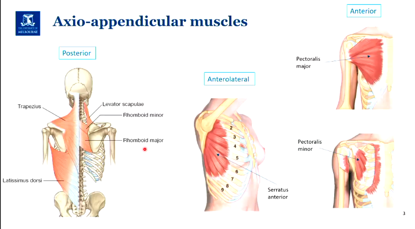 <ul><li><p>includes the extrinsic back muscles</p></li><li><p>serratus anterior</p></li><li><p>pectoralis major (superficial, attaches to humerous) and minor (deeper, attaches to scapula)</p></li></ul><p></p>