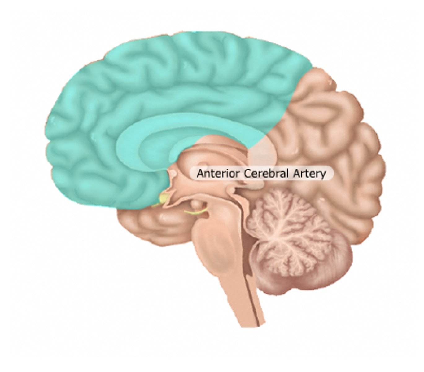 <p>vascular territory of anterior cerebral artery</p>