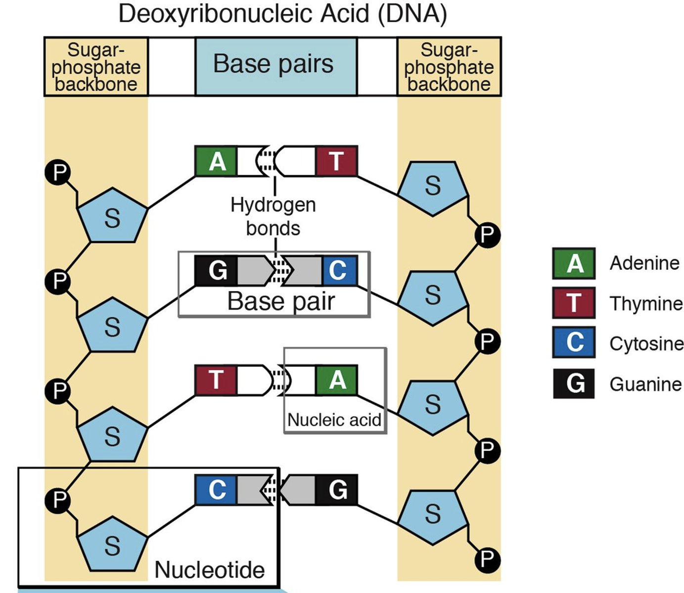 <p>deoxyribose, phosphate group, base</p>