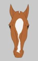 <p>Name the face marking:</p>