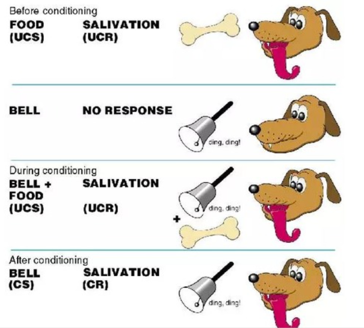 <p>classical conditioning</p>