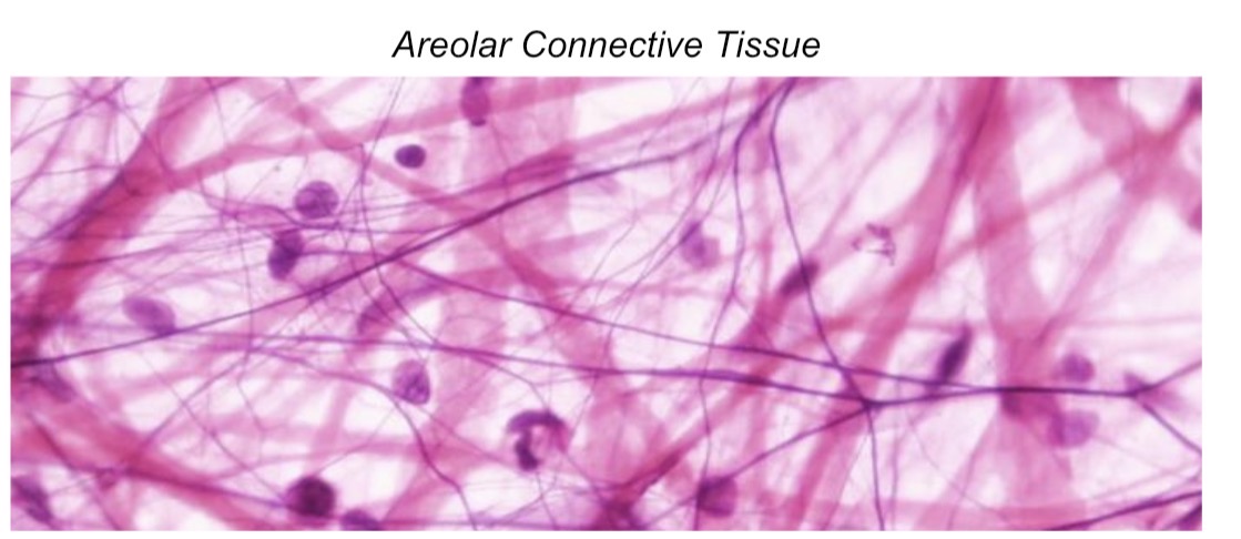 <ul><li><p><em>Characteristic Feature:</em> loose connective tissue; extracellular matrix</p></li><li><p><em>Cell shape/Characteristics</em>: cells imbedded within a mesh-like fiber network</p></li><li><p><em>Function:</em> protective; wraps around blood vessels, nerves, and organs; connects skin to the underlying muscle</p></li><li><p><em>Location:</em> beneath epithelial tissue</p><p>Fibroblasts- cells that secretes fibrous proteins that form the extracellular matrix.</p><p>Collagen- strong fibrous proteins</p><p>Elastin= allows to stretch(extensibility) and to recoil(elasticity)</p></li></ul><p></p>