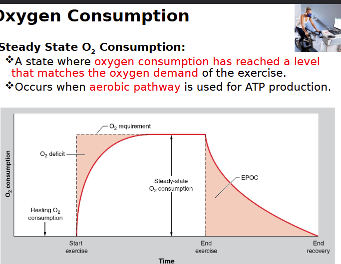<p>a state where oxygen consumption has reached a level that MATCHES the oxygen demand of the exercise </p><ul><li><p>occurs when aerobic pathway is used for ATP production</p></li></ul><p></p>