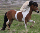 <p>welk type paard is dit</p>