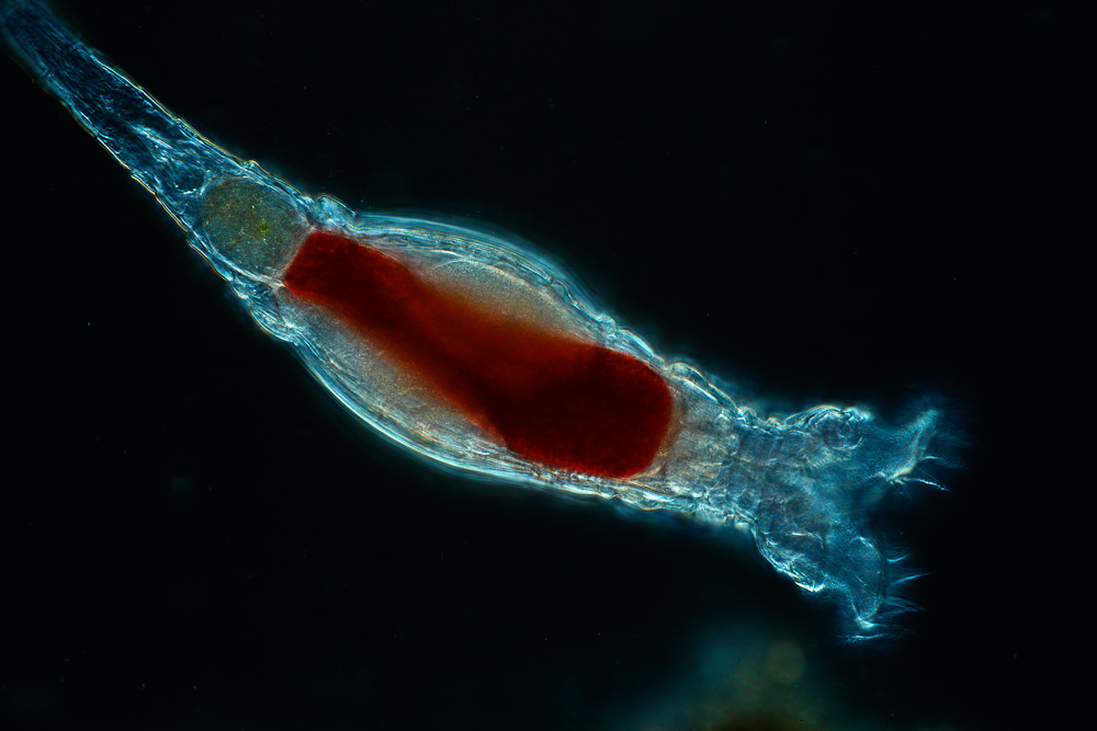 <p>2,000 species</p><p>ciliate corona for movement and feeding</p><p>freshwater bottom dwellers…standing water</p><p>mouth and anus</p><p>mastax = pharynx and jaw</p><p>jointed foot</p><p>odd reproduction…<span style="font-family: "Courier New";">o</span><span style="font-family: "Times New Roman"; line-height: normal; font-size: 7pt;">&nbsp;&nbsp; </span><span style="font-family: Arial, sans-serif;">Some sp. parthenogenetic (no meiosis) 2n eggs </span>à<span style="font-family: Arial, sans-serif;"> females</span></p><p class="MsoNormal"><span style="font-family: "Courier New";">o</span><span style="font-family: "Times New Roman"; line-height: normal; font-size: 7pt;">&nbsp;&nbsp; </span><span style="font-family: Arial, sans-serif;">Other sp. (meiosis) </span>à<span style="font-family: Arial, sans-serif;"> mictic eggs (n)</span></p><p class="MsoNormal">§<span style="font-family: "Times New Roman"; line-height: normal; font-size: 7pt;">&nbsp; </span><span style="font-family: Arial, sans-serif;">Unfertilized egg </span>à<span style="font-family: Arial, sans-serif;"> degenerate </span><span data-name="male" data-type="emoji">♂</span><span style="font-family: Arial, sans-serif;"> </span>à<span style="font-family: Arial, sans-serif;"> sperm + mictic egg = thick shelled egg </span>à<span style="font-family: Arial, sans-serif;"> favorable conditions </span>à<span style="font-family: Arial, sans-serif;"> </span><span data-name="female" data-type="emoji">♀</span></p>