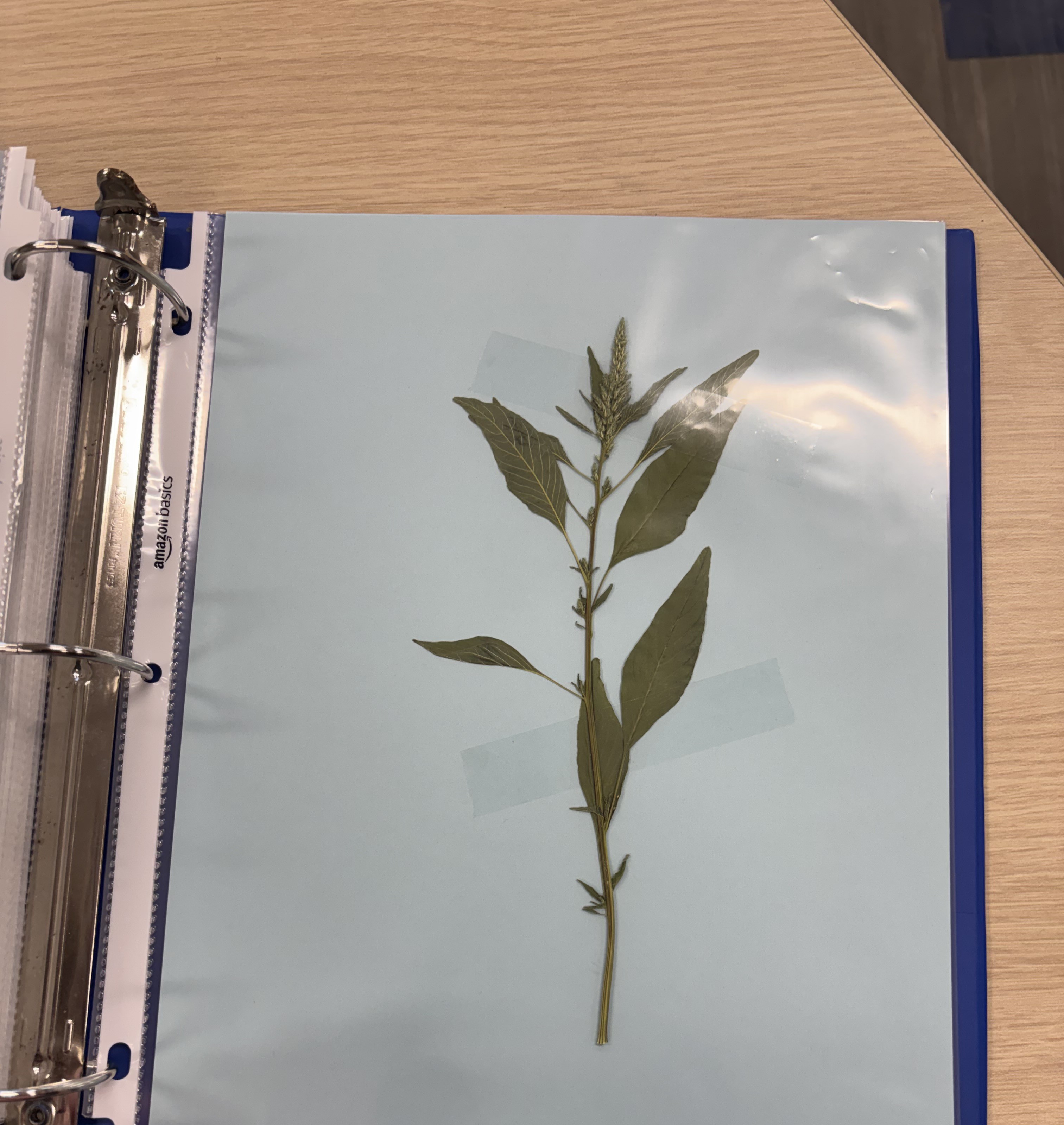 <p>Tall Waterhemp</p>