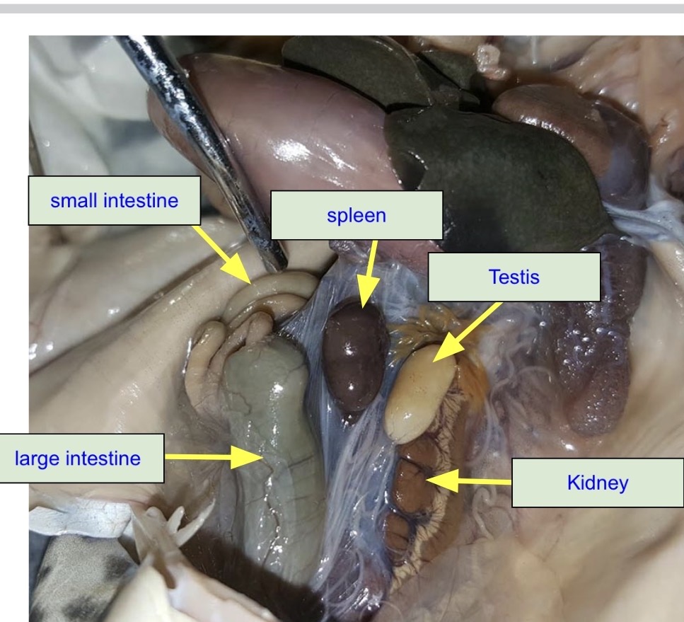 <p>This is Testis</p>