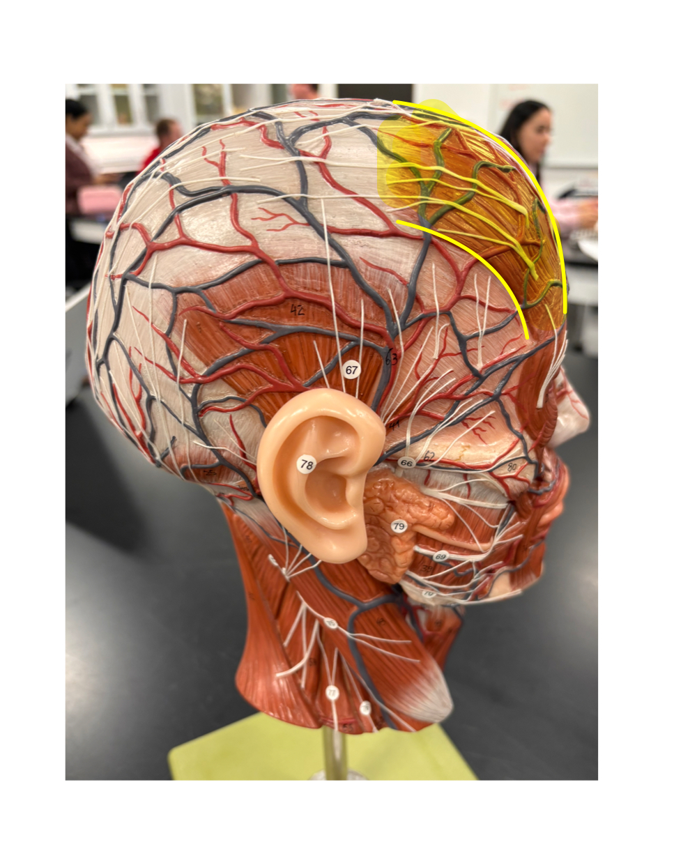<p>name the muscle and its action</p>