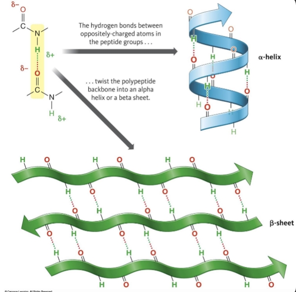 <p>peptide bonds can H- bond with each other </p><p>a-helices: backbone forms a tight coil with side chains projecting outward</p><p>B-sheets: sections of backbone lined up in parallel rows</p>