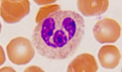 <p>RBCs will be orange</p>