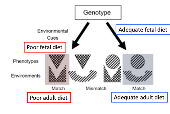 <p>-<span style="font-family: "Times New Roman"; line-height: normal; font-size: 7pt;">&nbsp;&nbsp;&nbsp;&nbsp;&nbsp;&nbsp; </span><em>Bicyclus butterflies reared under low food conditions can better sustain flight under stress; a PAR to allow dispersal?!</em></p><p class="MsoListParagraphCxSpMiddle">-<span style="font-family: "Times New Roman"; line-height: normal; font-size: 7pt;">&nbsp;&nbsp;&nbsp;&nbsp;&nbsp;&nbsp; </span><em>Finnish famine (1866-1868): no differences in survival rates amongpeople born in years with high crop yields versus low crop yields</em></p><p class="MsoListParagraphCxSpMiddle">-<span style="font-family: "Times New Roman"; line-height: normal; font-size: 7pt;">&nbsp;&nbsp;&nbsp;&nbsp;&nbsp;&nbsp; </span><em>Predictive adaptive response hypothesis controversial</em></p><p class="MsoListParagraphCxSpLast">-<span style="font-family: "Times New Roman"; line-height: normal; font-size: 7pt;">&nbsp;&nbsp;&nbsp;&nbsp;&nbsp;&nbsp; </span><em>Poor developmental conditions may infer fitness cost only, without adaptive benefits</em></p><img src="https://assets.knowt.com/user-attachments/59d5e690-1a50-44be-a7fa-f6469da4ebf6.png" data-width="50%" data-align="center" alt="knowt flashcard image"><p class="MsoListParagraphCxSpLast"></p><p class="MsoListParagraphCxSpLast"></p>