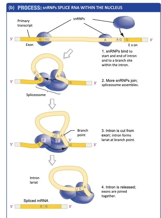 <p>Removal of introns›</p><ul><li><p>exons: coding</p></li><li><p>introns: non-coding</p></li></ul><p>1) snRPSs bind to start / end of intro and to branch sitte </p><p>2) snRNPS join together</p><p>3) Intron is cut from exon: intron froms lariat at branching point</p><p>4) Intron released + exons joined together</p><p></p><p></p>
