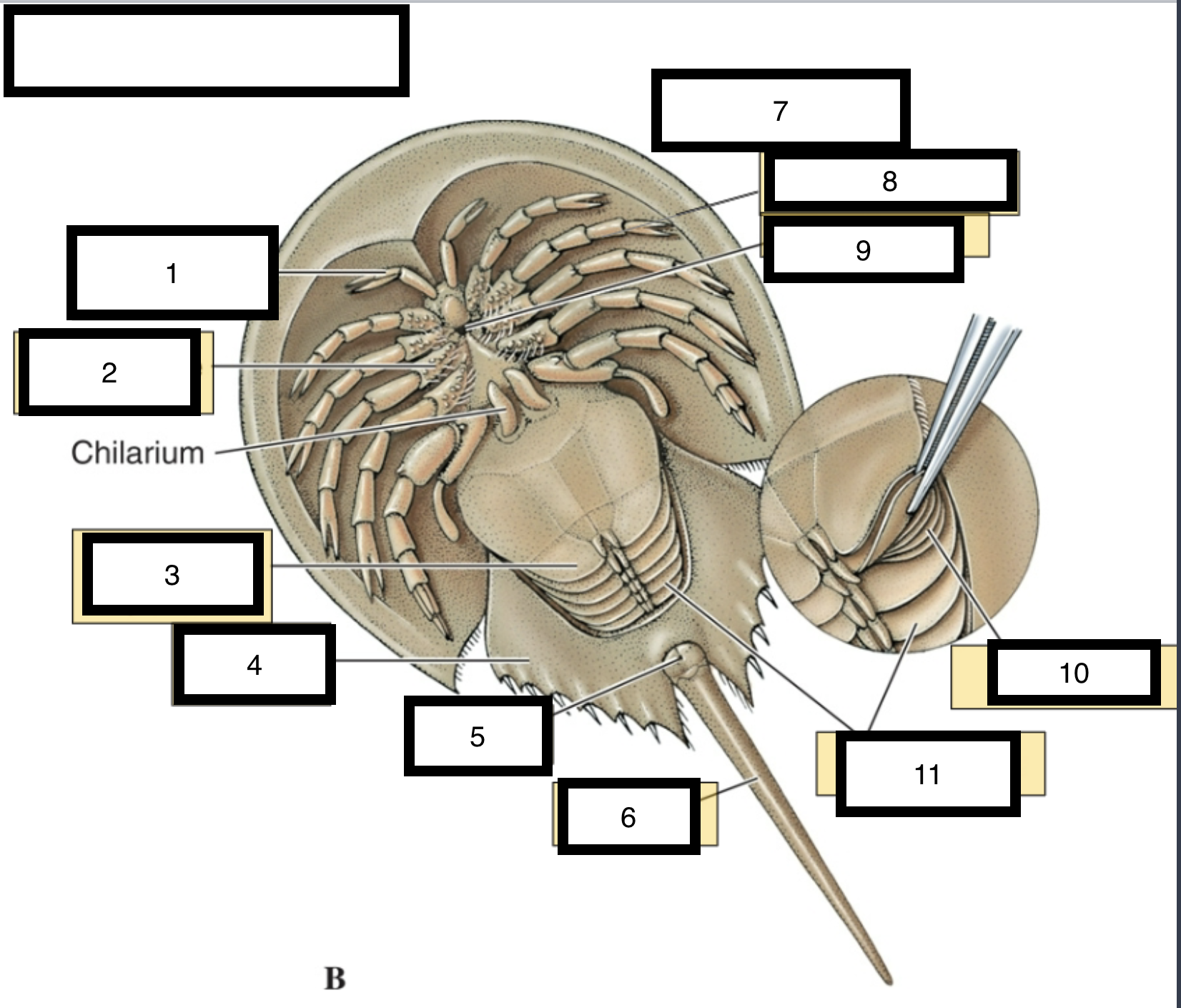 <p>Phylum:</p><p>Subphylum:</p><p>Class:</p><p>Common Name:</p>