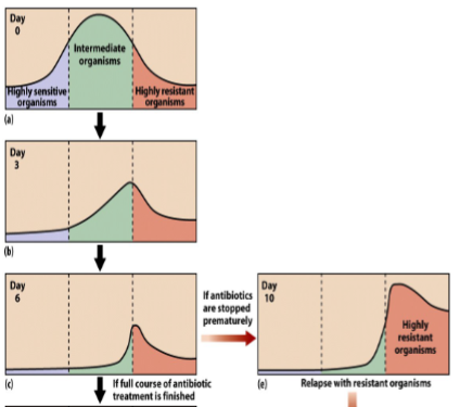 <p>It will leave the toughest microbes that were harder to kill remaining, and those microbes will come back with a resistance to the antibiotic and be tougher to kill</p>