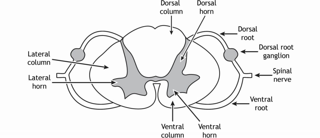 <p>Ventral horns</p>