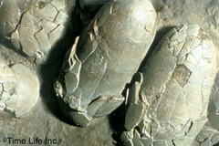 <p>2 ovaries since they lay pairs of eggs next to each other in their nests.</p>