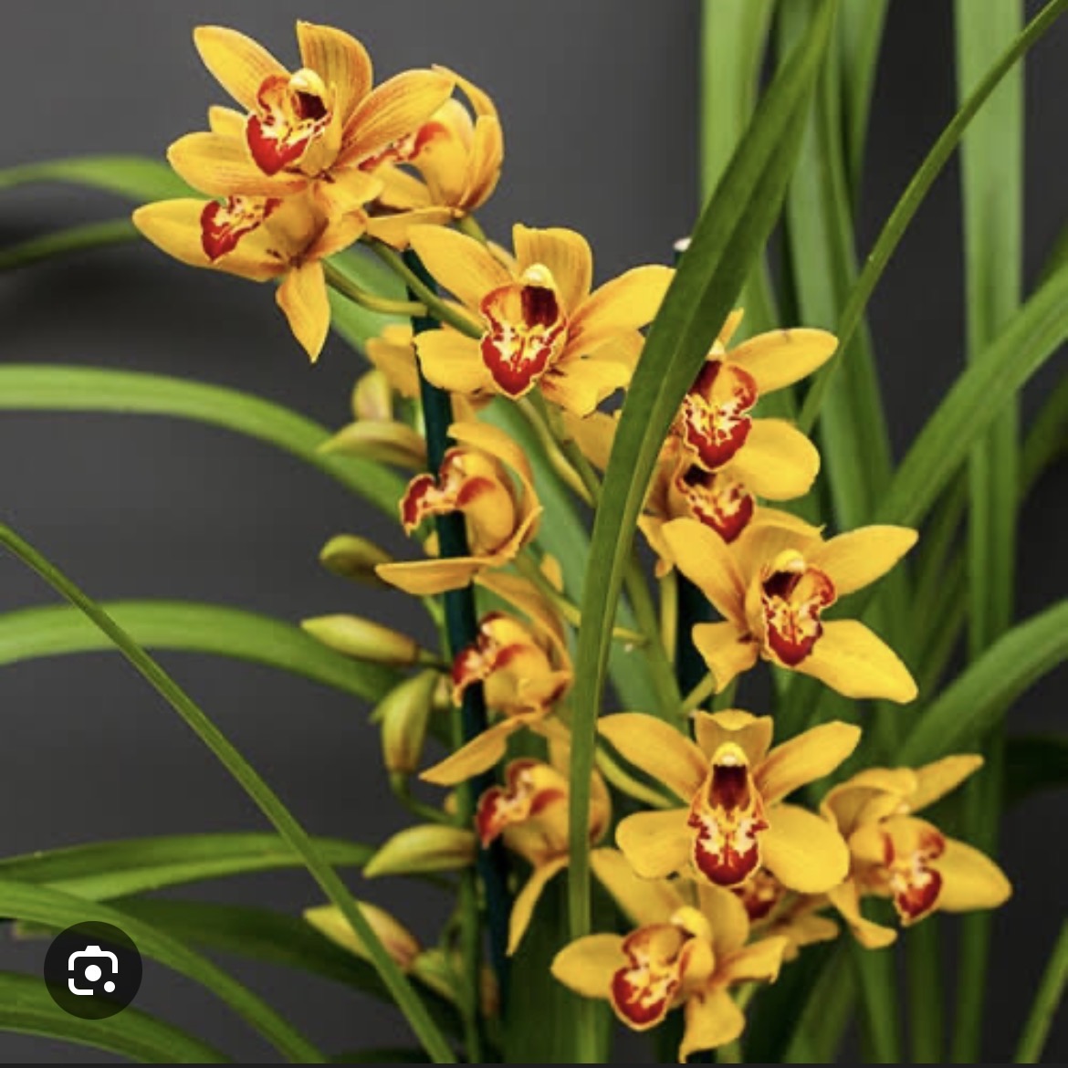 <p>Cymbidium orchid hybrid</p>