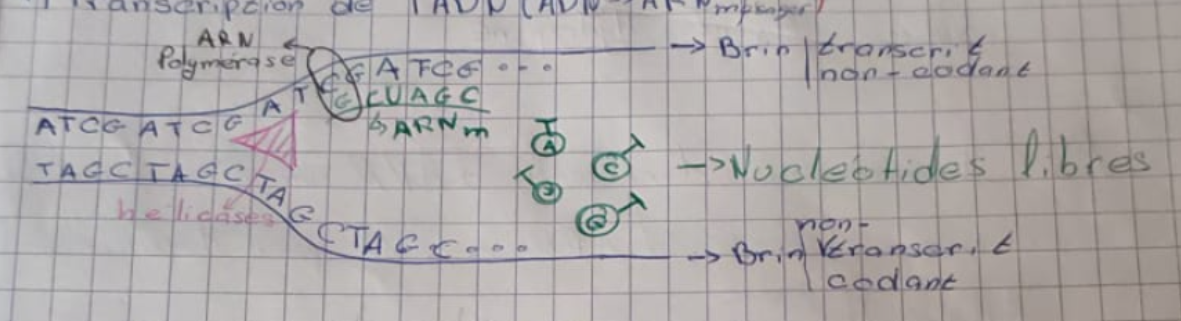 <p>permet d’ effectuer une copie d ADN ss forme d’ARN messager : </p><p>ARN polymerase se fixe sur ADN déroulé et synthetise un brin d’ARN complementaire à l’ADN</p>