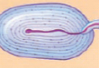 <p>Are sensitive to deep pressure and vibrations</p>