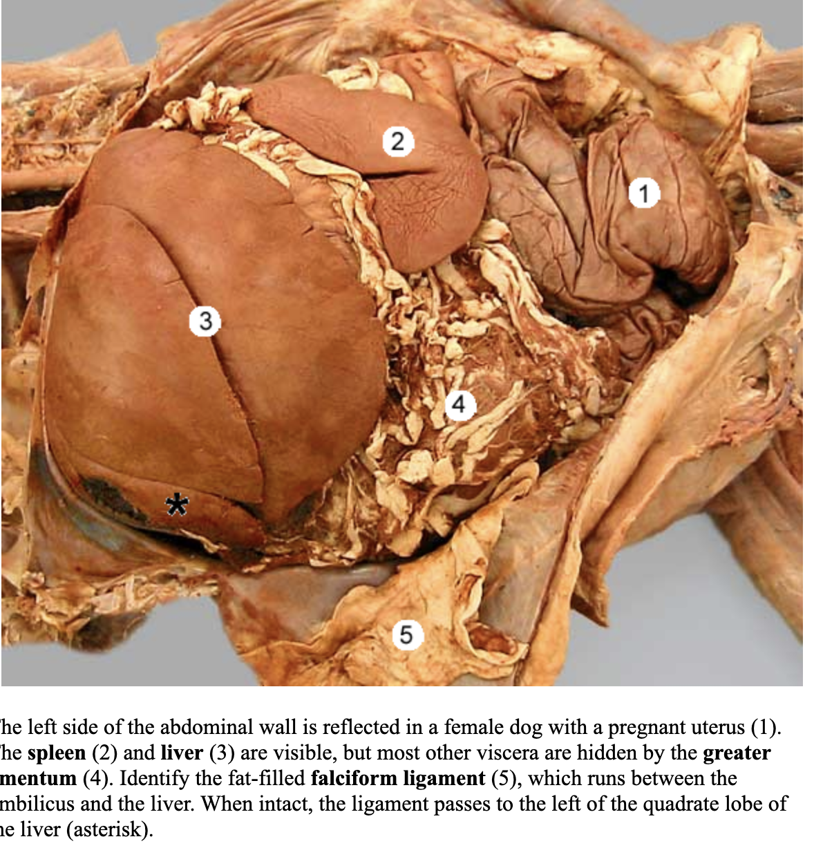<p>has superficial and deep leaves </p><p>4</p>