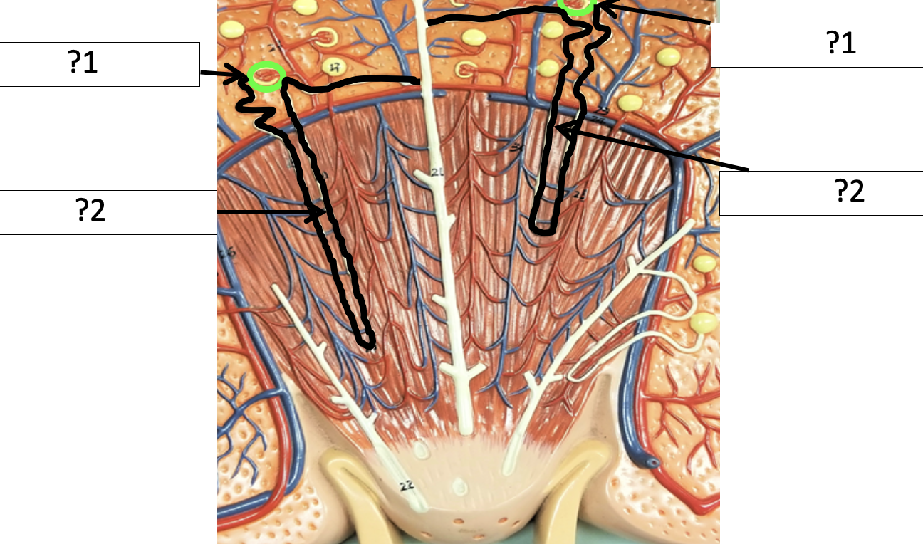 <p>2 Name the entire structure?</p>