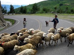 <p>A human society that relies on domesticated animals rather than plants as the main source of food; pastoral nomads lead their animals to seasonal grazing grounds rather than settling permanently in a single location</p>