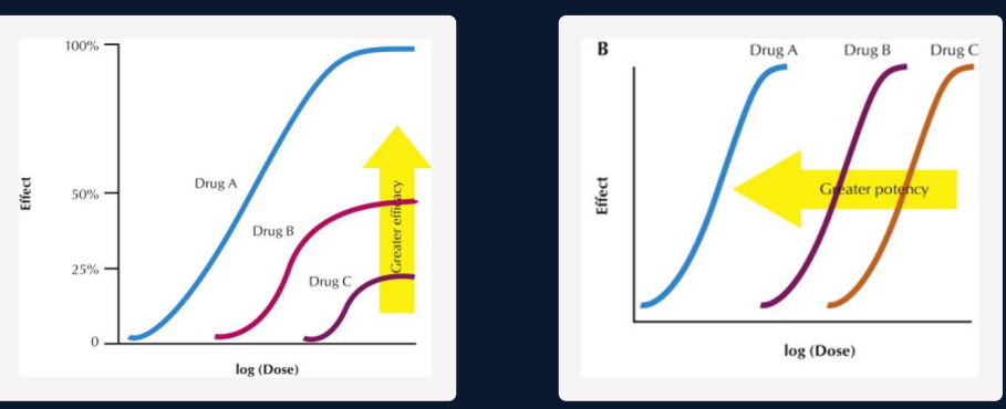<ul><li><p>Efficacy: maximum possible effect</p></li></ul><ul><li><p><span style="background-color: transparent; font-family: "Times New Roman", serif;"><strong>Efficacy (Emax):</strong> The <strong>maximal effect</strong> a drug can produce. On a graph, this is the <strong>height</strong> of the curve. A drug with higher efficacy is more "powerful" at its ceiling.</span></p></li></ul><p></p>