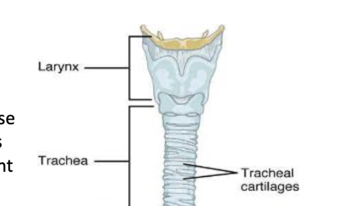 <p>commonly known as the “voice box” because it is an important organ for sound</p><p>production in humans</p>