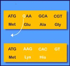 <p>A mutation caused by an insertion or deletion of base pairs in a gene sequence in DNA such that the reading frame of the gene, and thus the amino acid sequence of the protein is altered.</p>