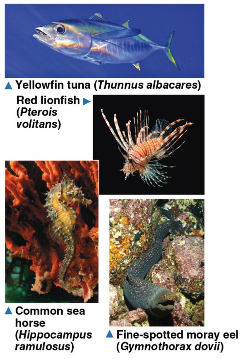 <p>Ray-finned fishes</p>