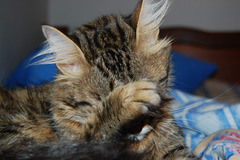 <p>to be timid/shy</p>